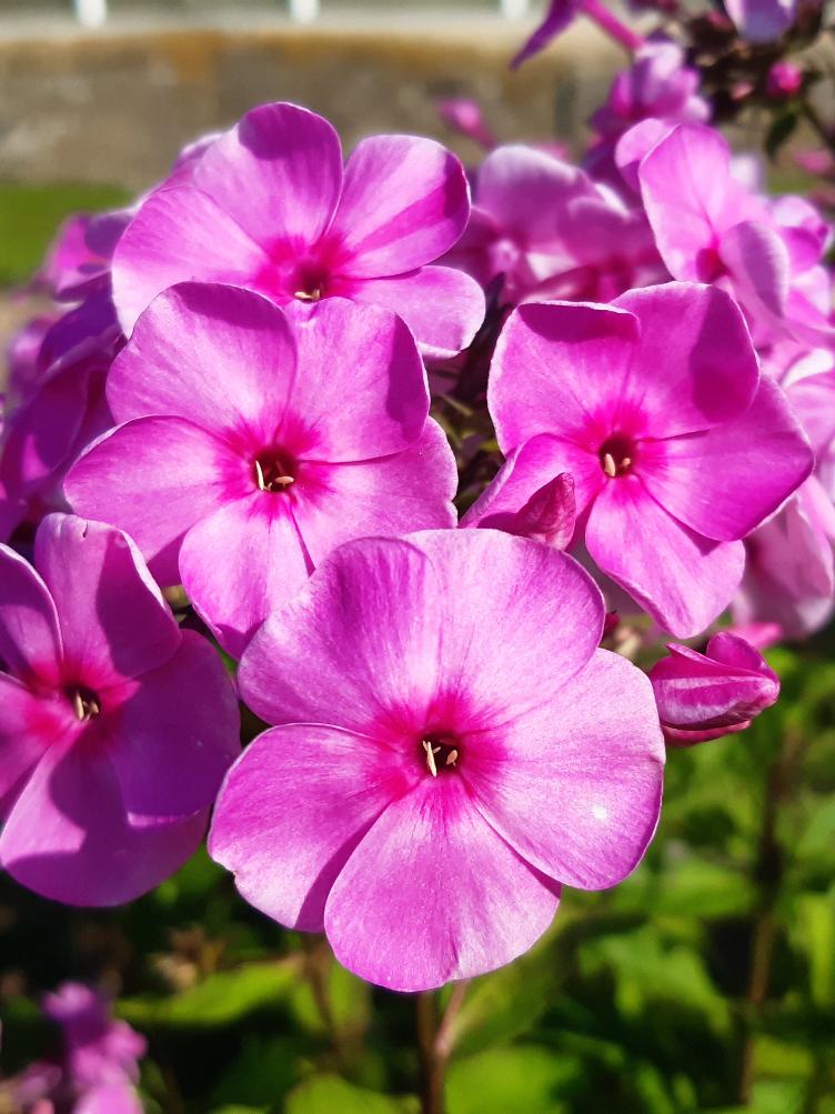 Phlox amplifolia `Serneus`