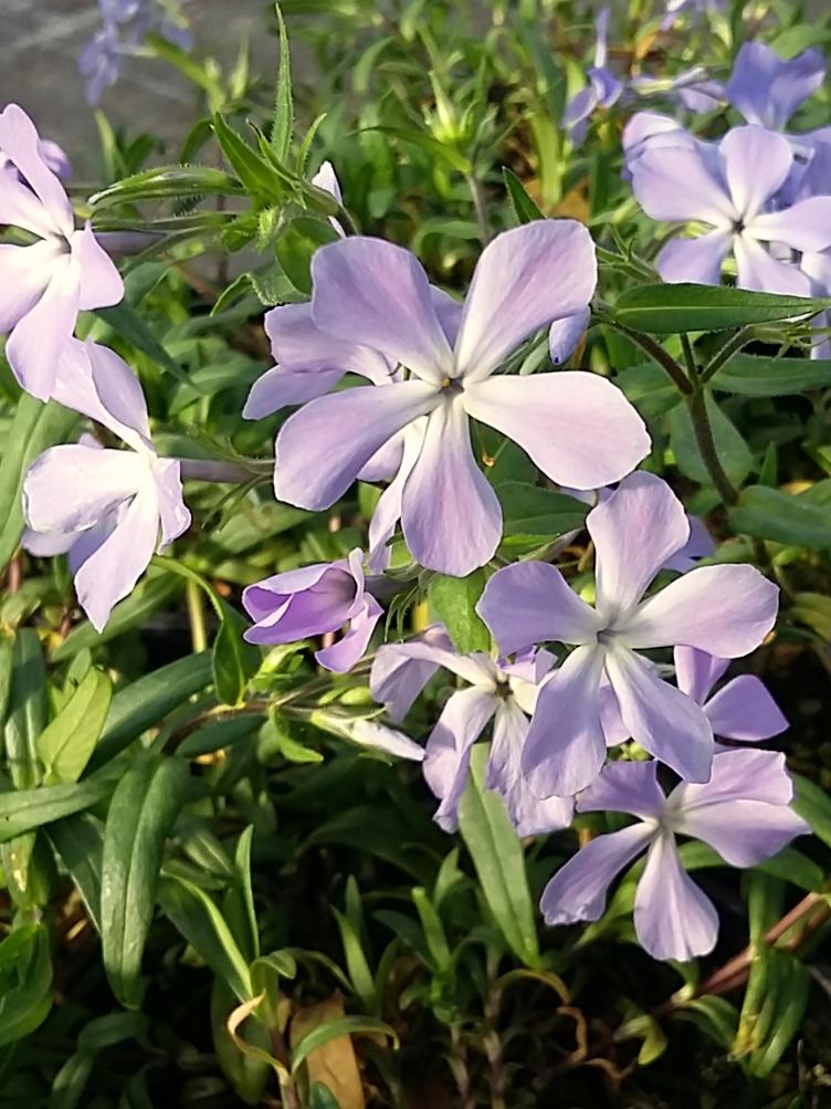 Phlox divaricata subsp. laphamii