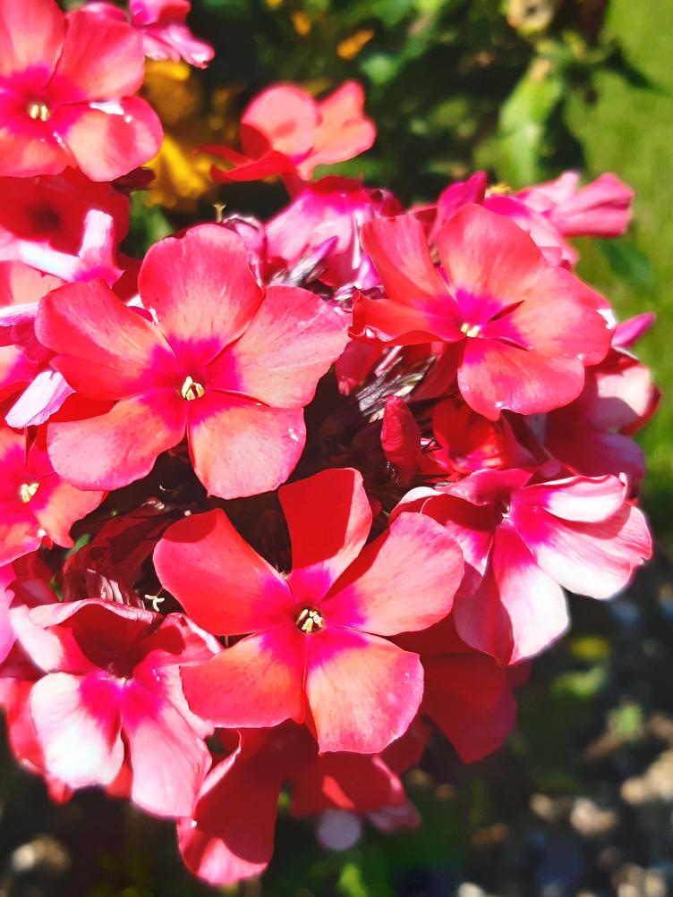 Phlox paniculata `A. E. Amos`