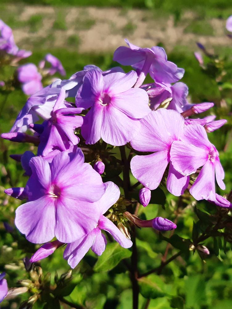 Phlox paniculata `Clara`