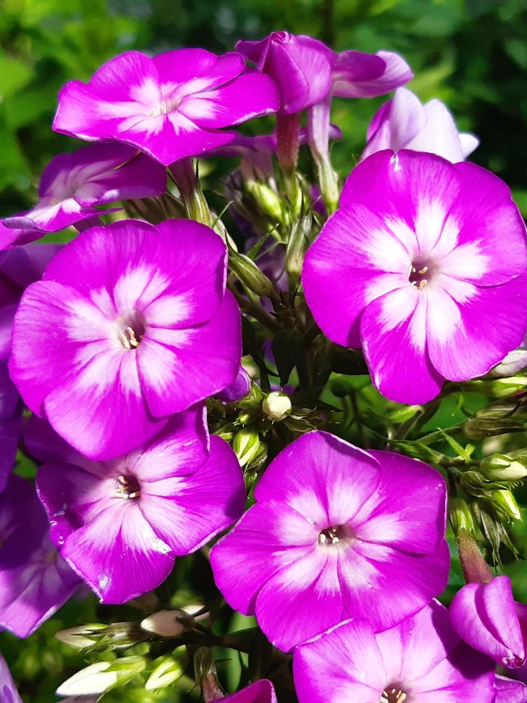 Phlox paniculata `Eclaireur`
