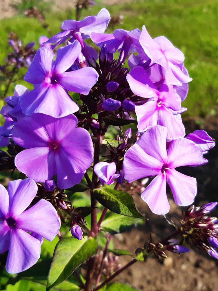 Phlox paniculata `Erlenbach`
