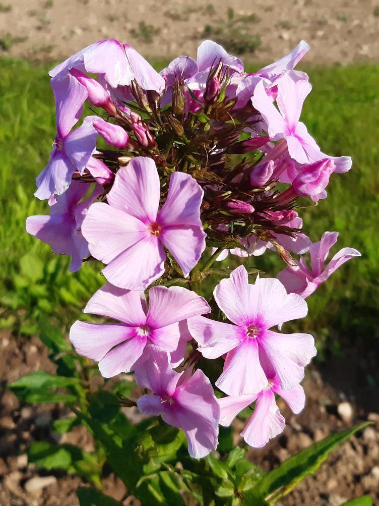 Phlox paniculata `Rosa Spier`