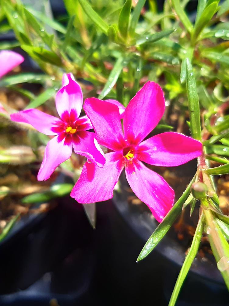 Phlox subulata `Leuchtstern`