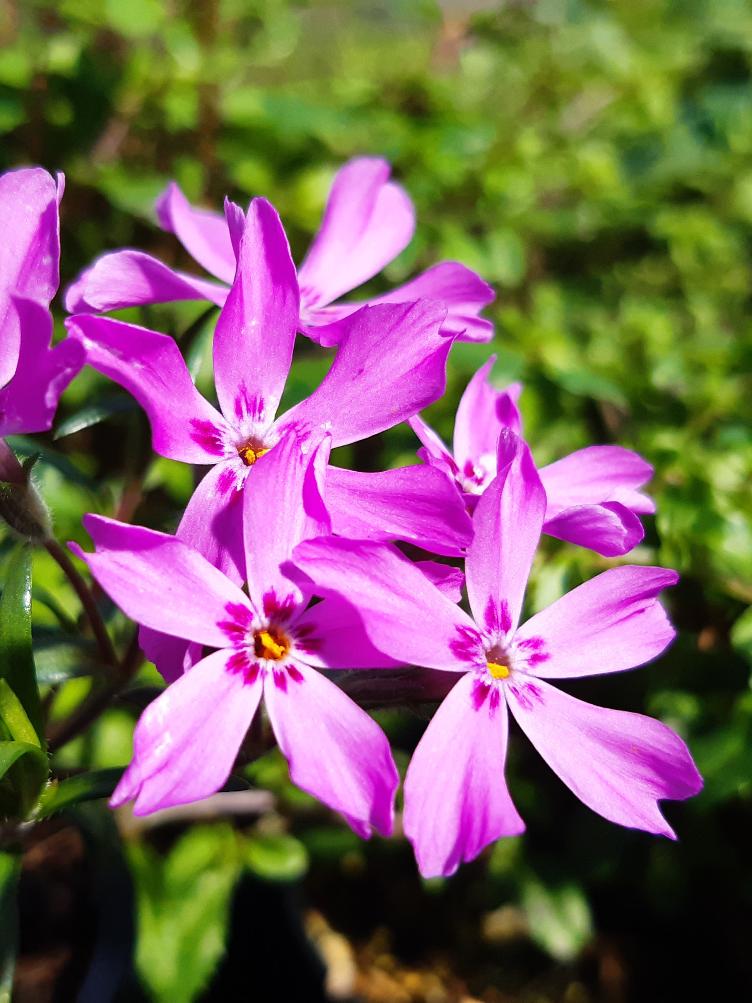 Phlox subulata `Moerheimii`