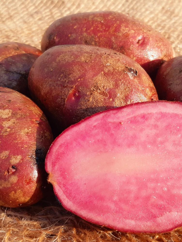 Bio Pflanzkartoffel Heiderot