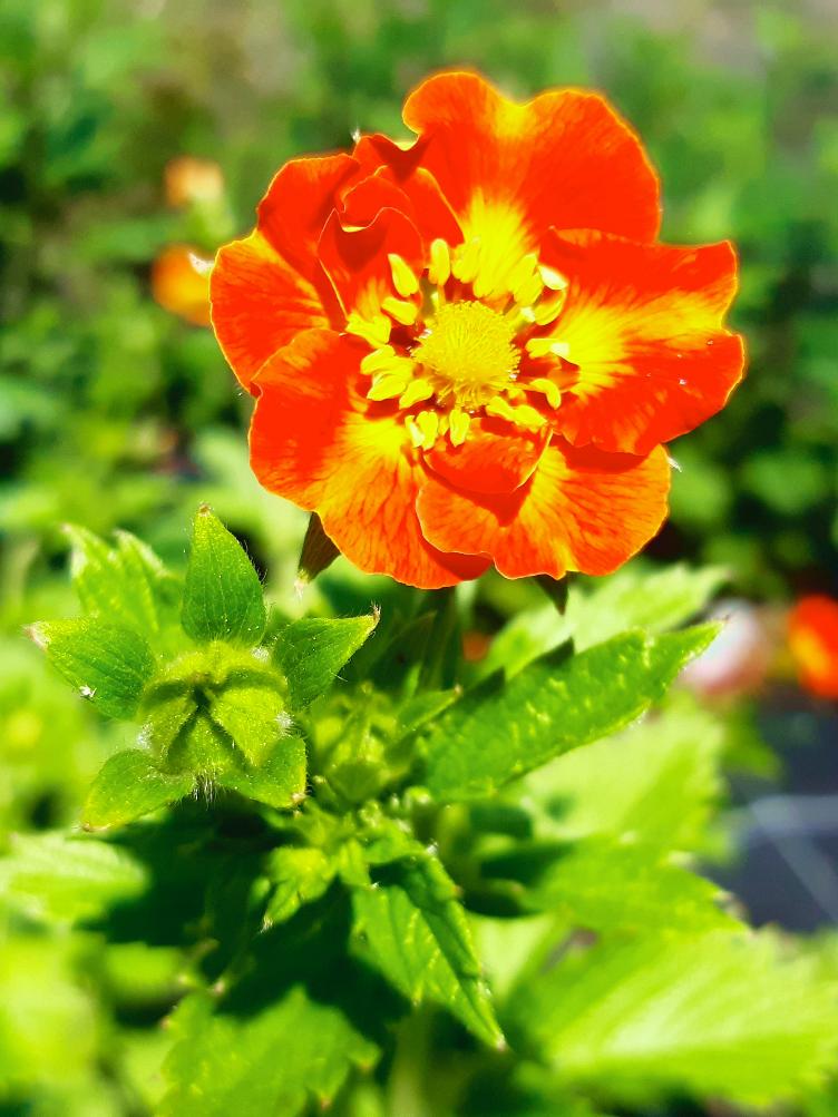 Potentilla x cultorum `William Rollisson`
