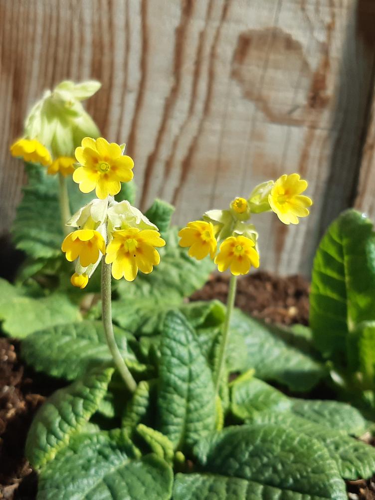 Primula veris
