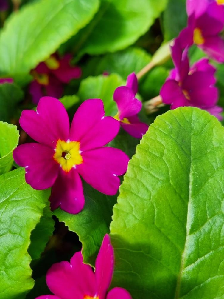 Primula x pruhoniciana violett
