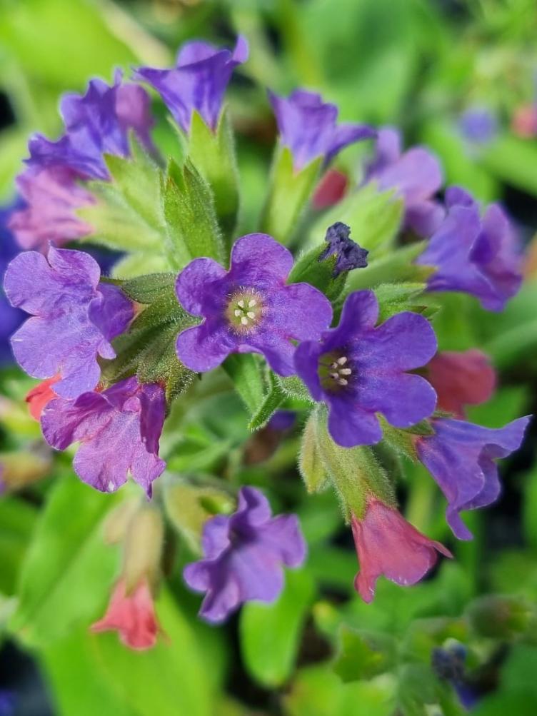 Pulmonaria officinalis