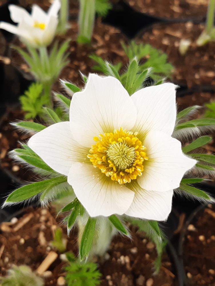 Pulsatilla vulgaris `Alba`