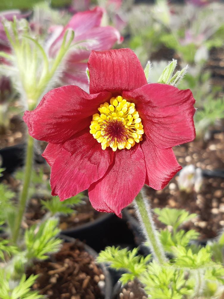 Pulsatilla vulgaris `Rote Glock`