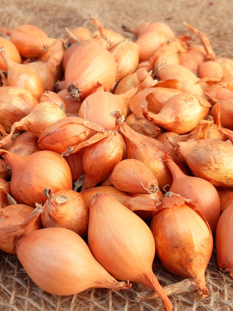 Bio Steckzwiebel Sturon