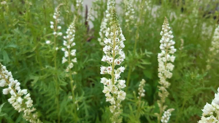 Reseda alba