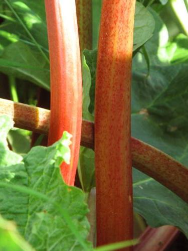 Rhabarber Frambozenrood