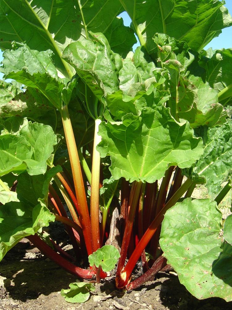 Rhabarber Rotstiel