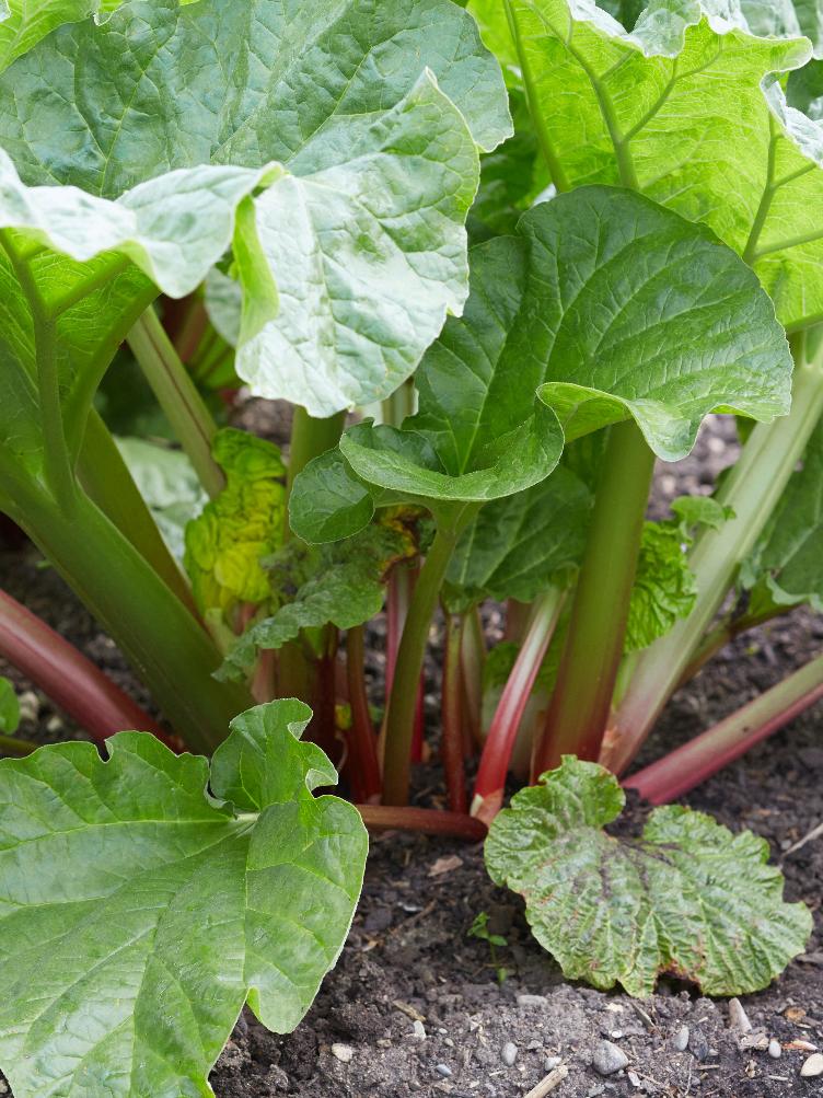 Rhabarber Sutton Seedless