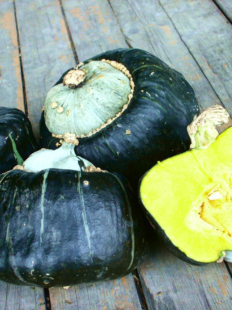 Riesenkürbis Buttercup