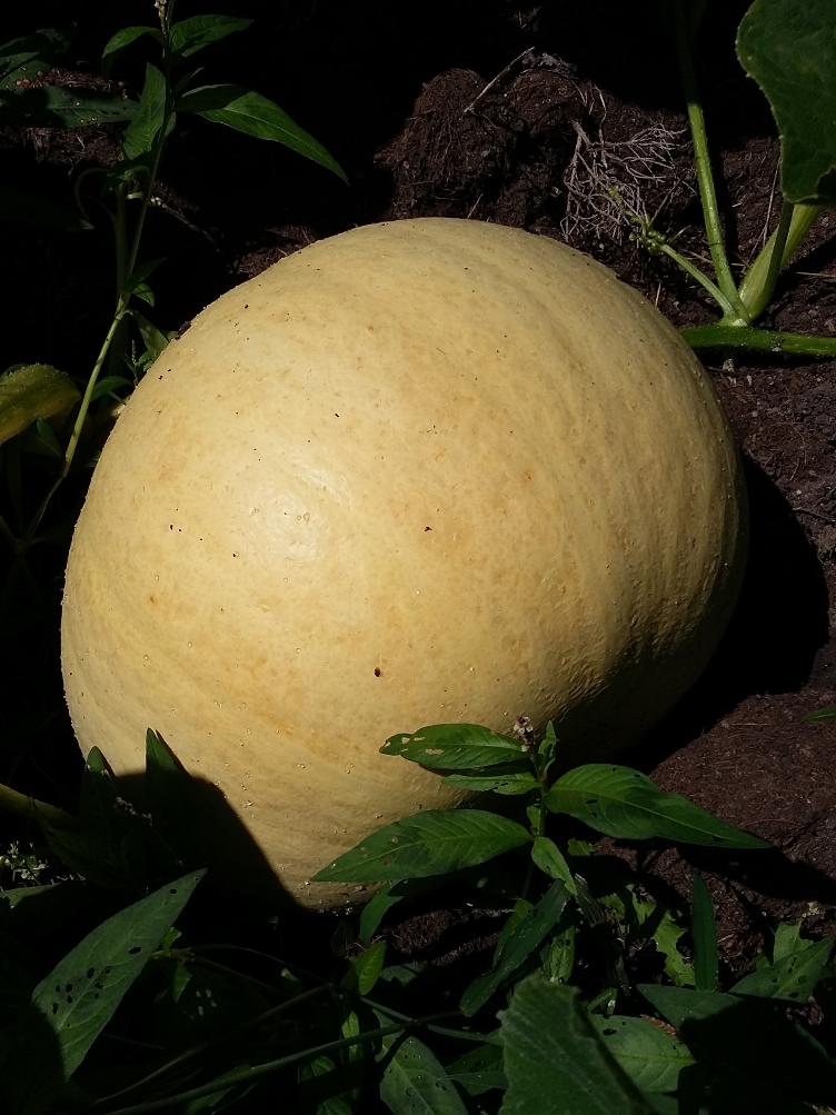 Riesenkürbis Gelber Zentner