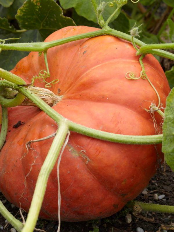 Riesenkürbis Rouge d`Etampes