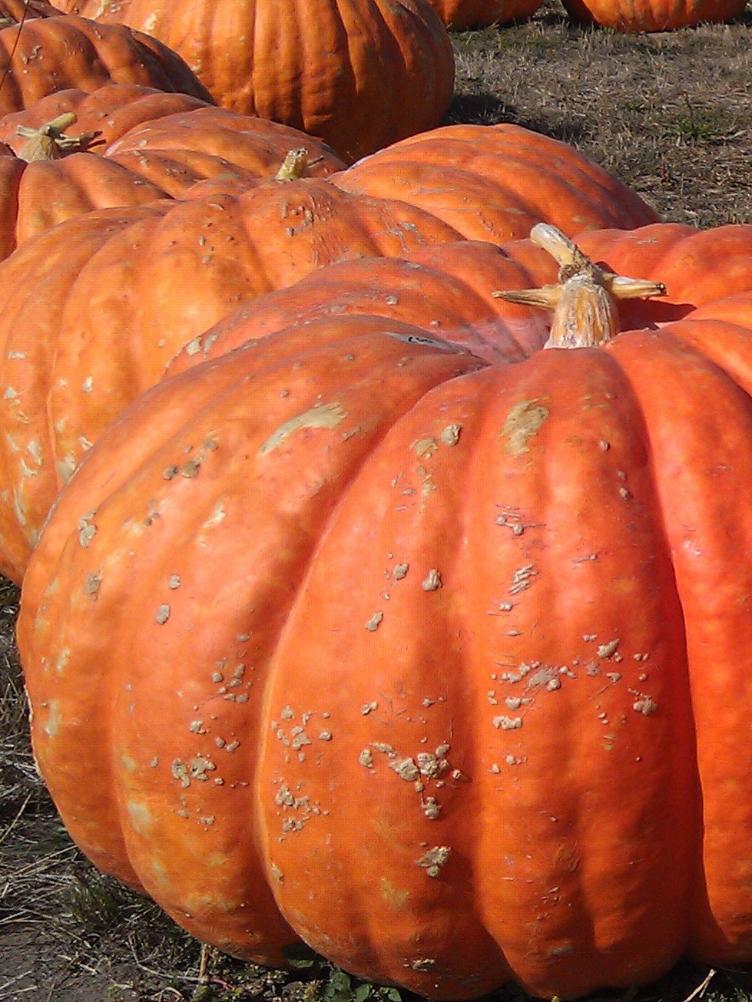 Riesenkürbis Rouge d`Etampes