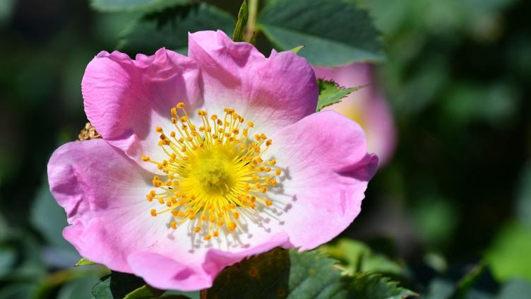 Rose Vitaminrose Rosamunda