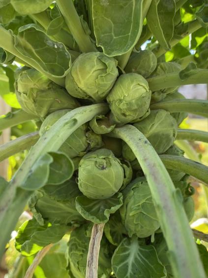 Rosenkohl Perfection de Genève
