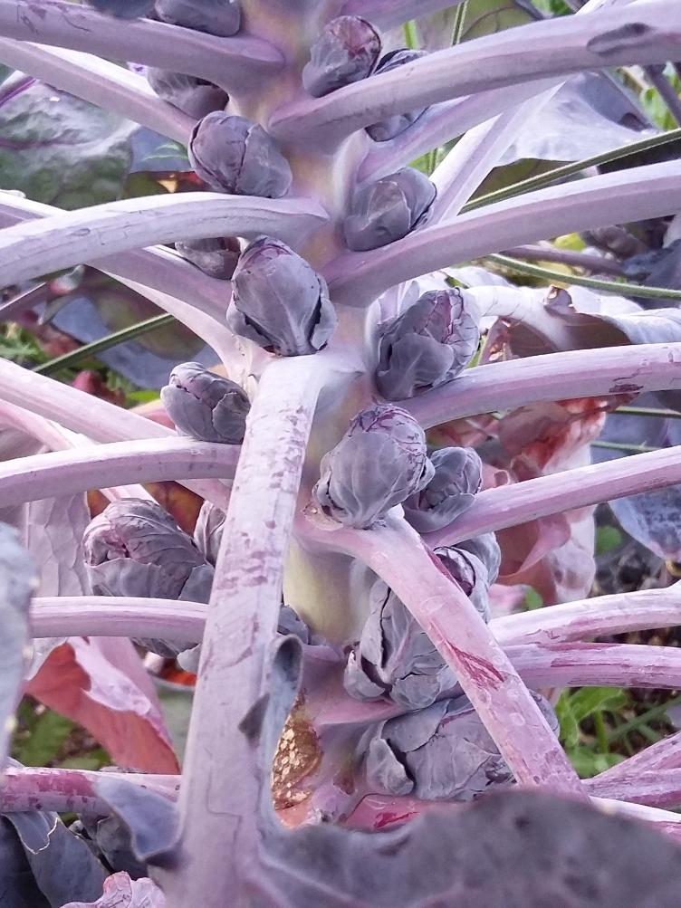 Rosenkohl Rubine