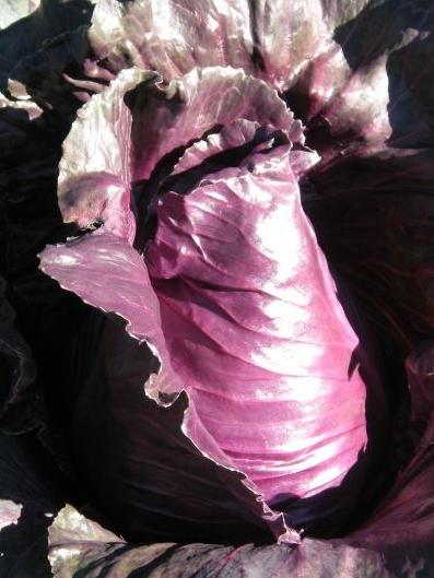 Rotkohl Kalibos