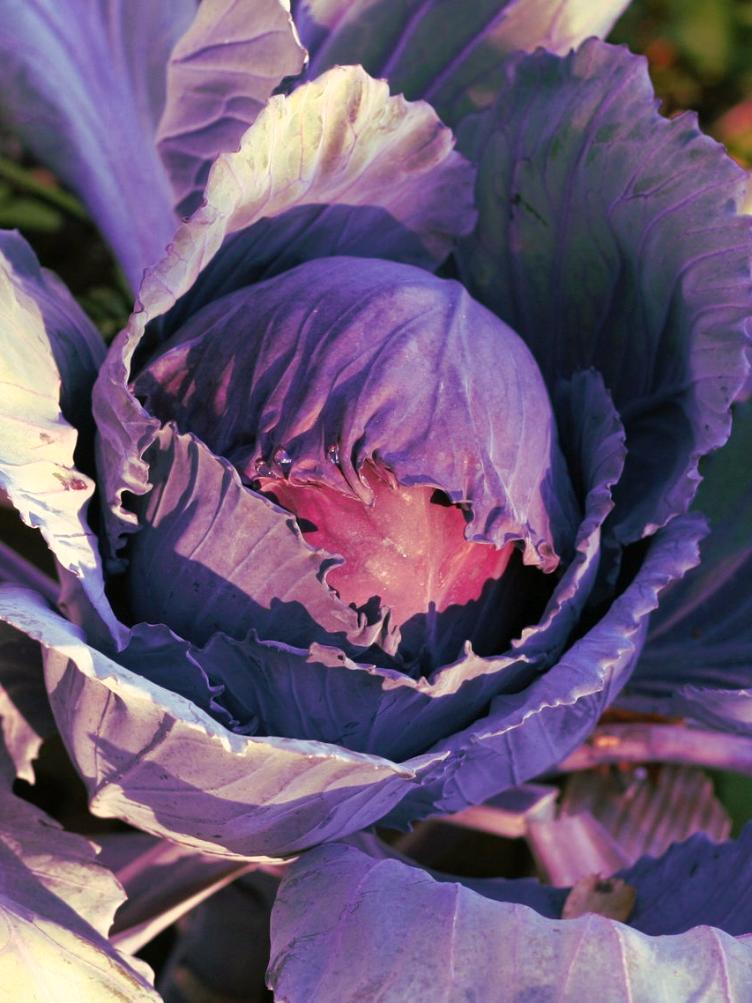 Rotkohl Schwarzkopf