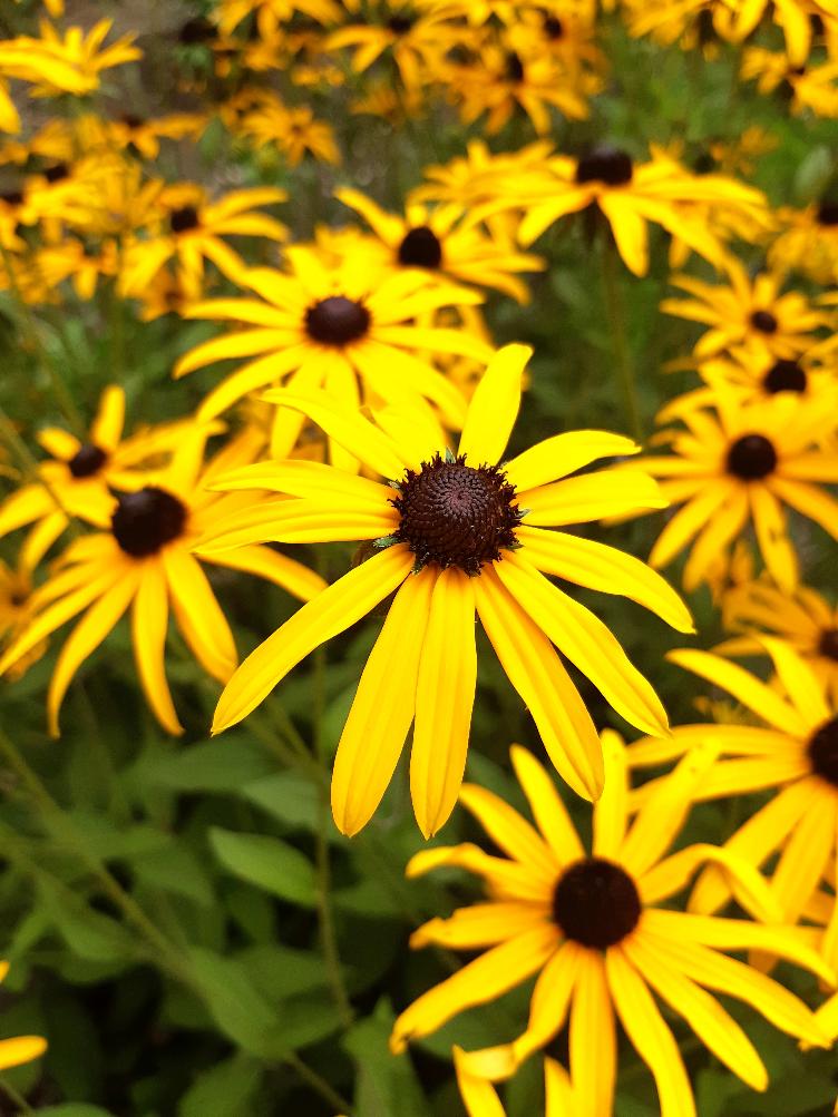 Rudbeckia fulgida var. sullivantii `Goldsturm`