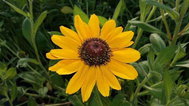 Rudbeckia Meine Freude