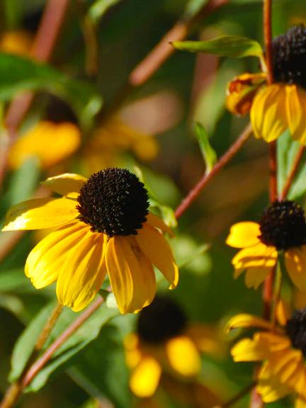 Rudbeckia triloba