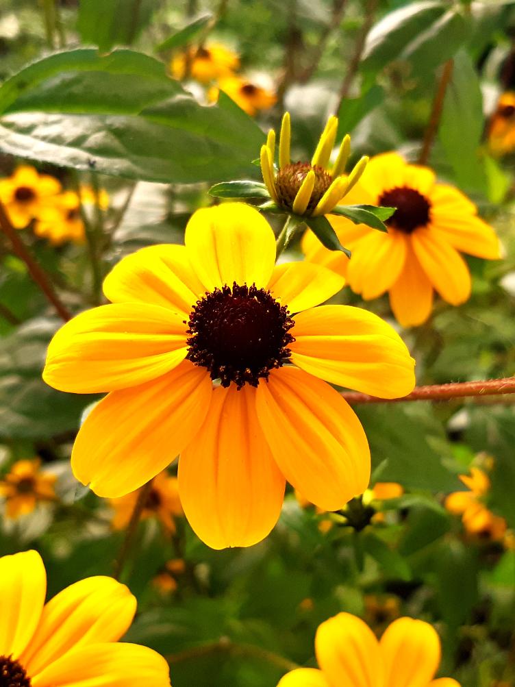 Rudbeckia triloba