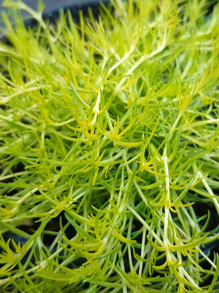 Sagina subulata `Scotch Moss`