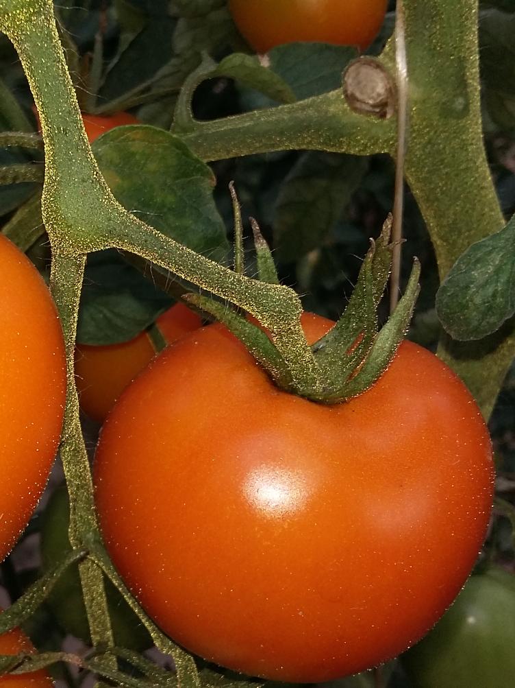 Salattomate Auriga