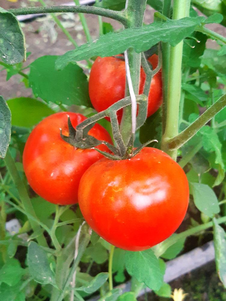 Salattomate Belle de Lorraine