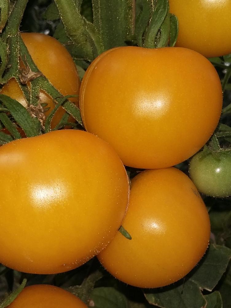 Salattomate Gelbe von Thun