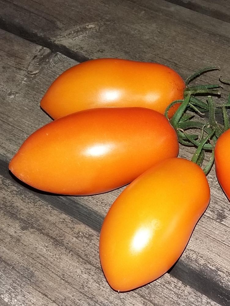 Salattomate Goldapfel