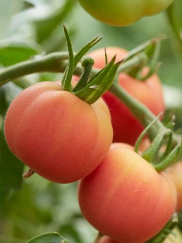 Salattomate Pfirsichtomate