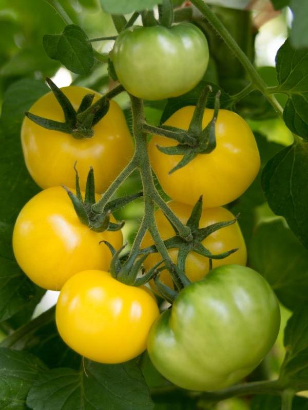 Salattomate Poma Amoris