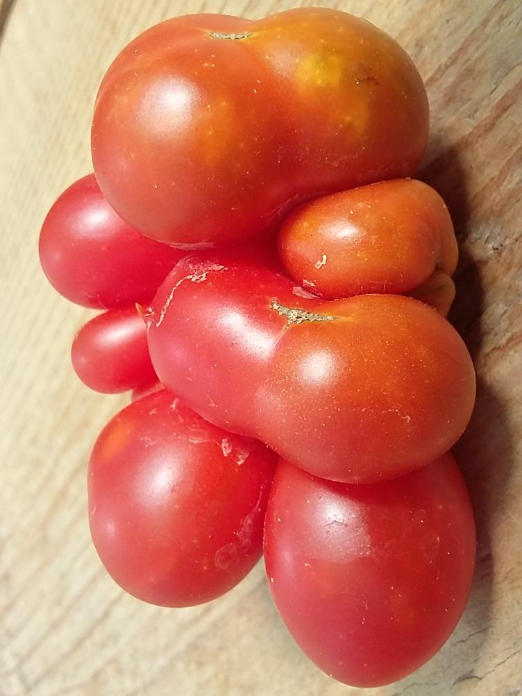 Salattomate Reisetomate