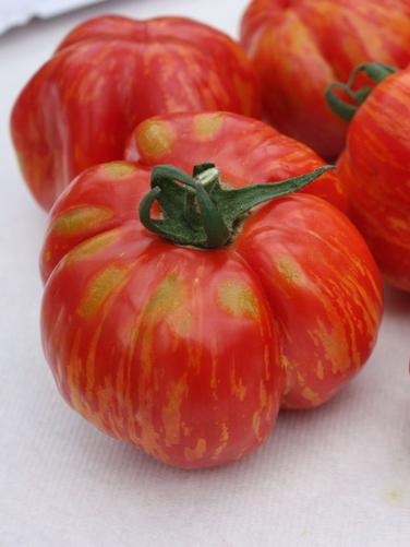 Salattomate rotgelb gestreifte Paprikaförmige