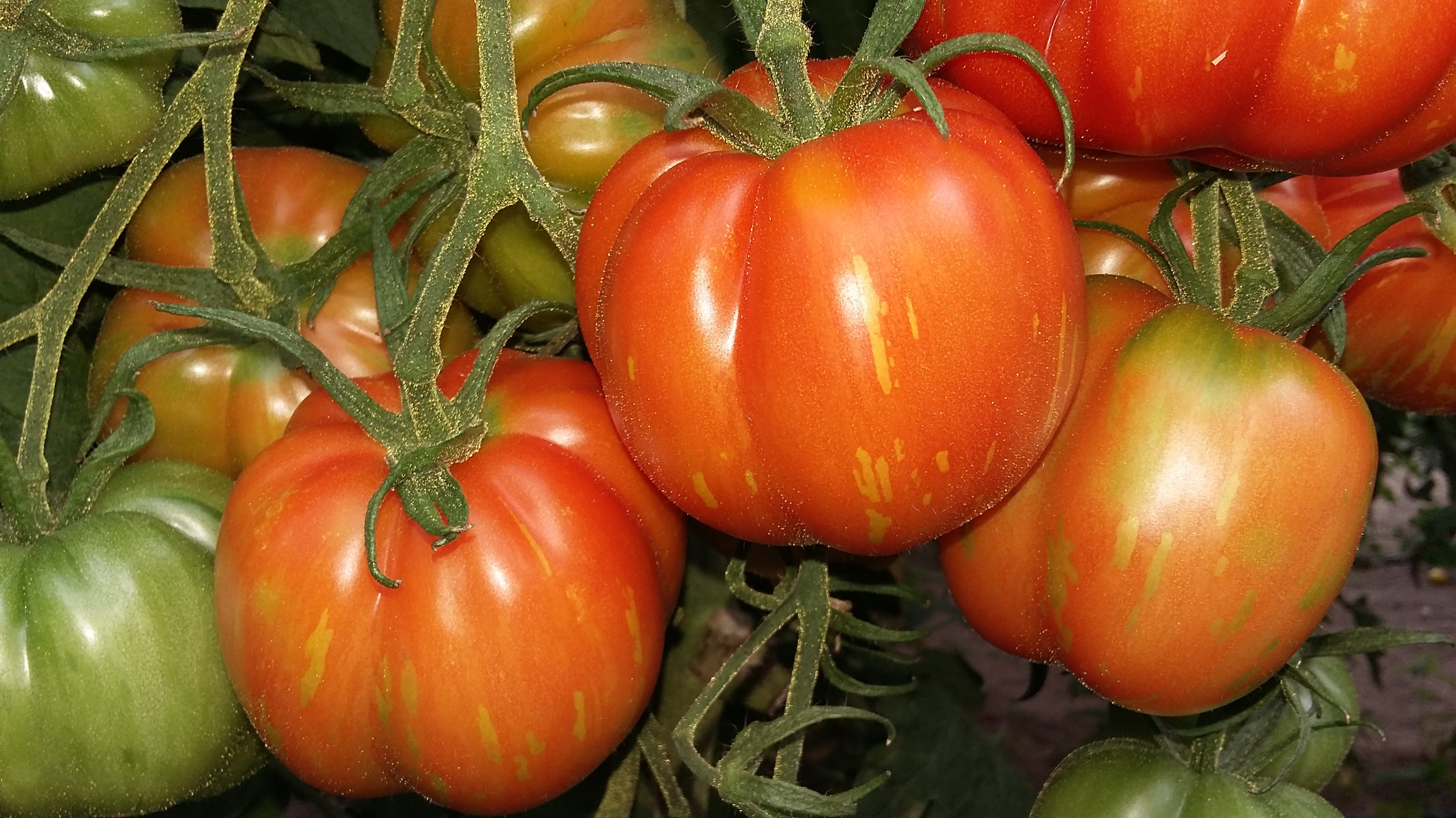 Salattomate rotgelb gestreifte Paprikaförmige (3798) | Tomaten ...