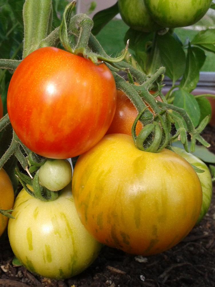 Salattomate rotgelb gestreifte Runde
