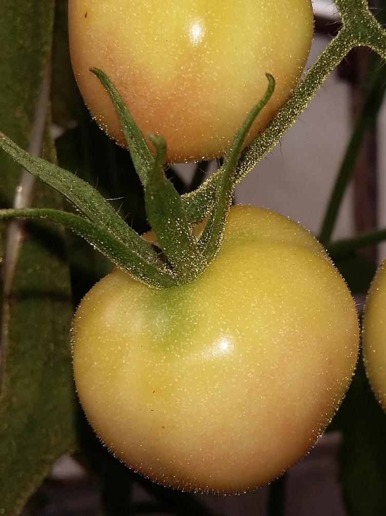 Salattomate Schneewittchen