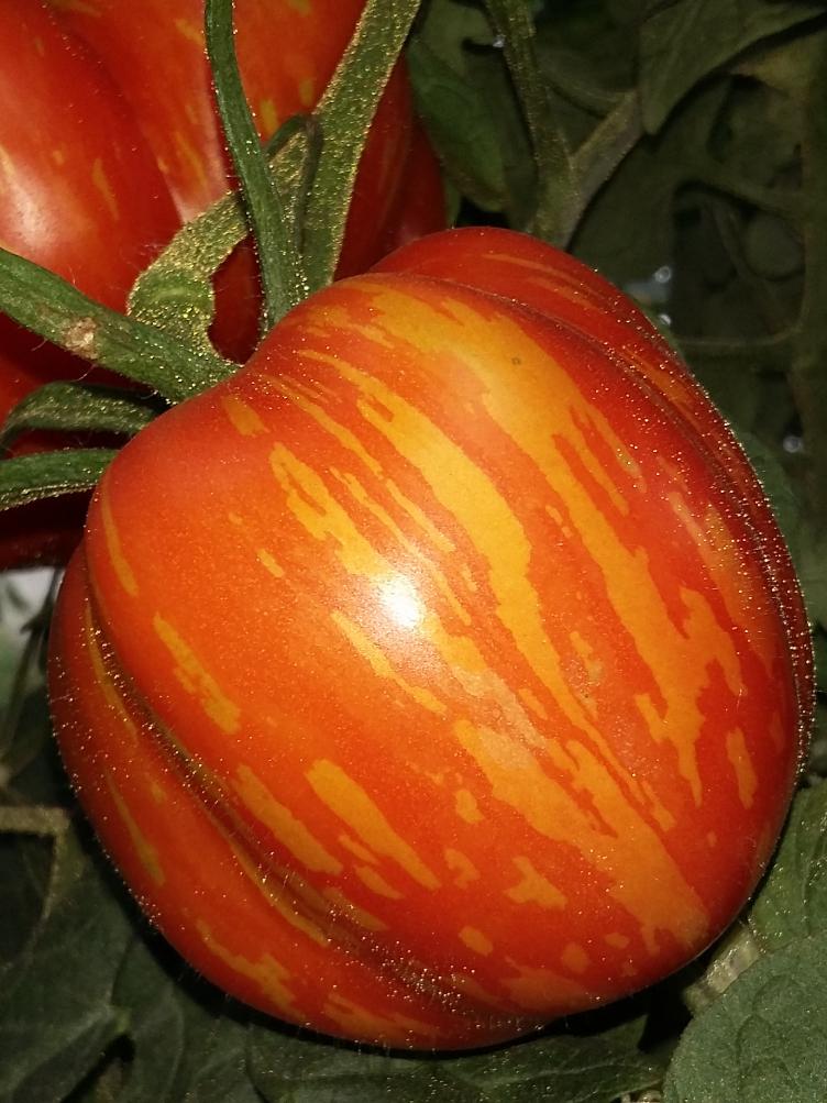 Salattomate Schweizer Hose