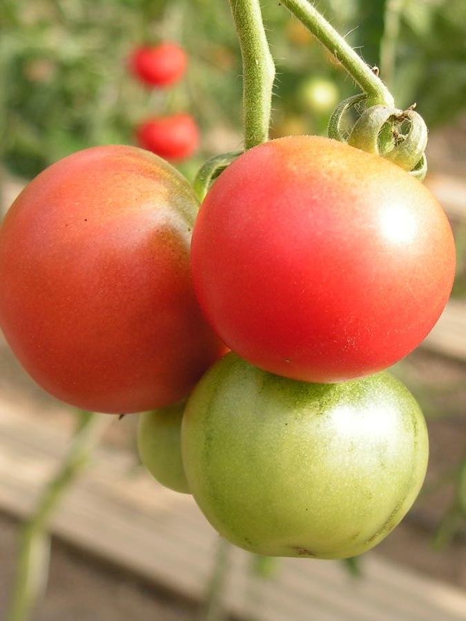 Salattomate Wladiwostok