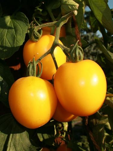 Salattomate Zitronentomate