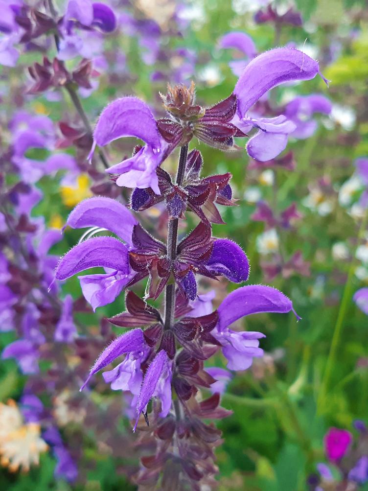 Salvia pratensis